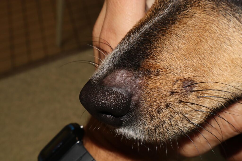 Dermatofitosis por Microsporum canis en dos Jack Russell y un gato Persa, con transmisión al propietario