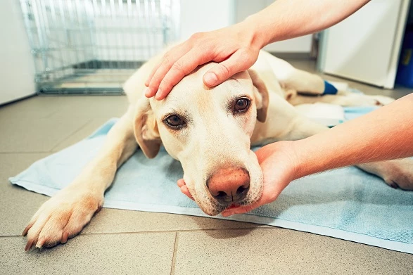Leishmaniosis canina: diagnóstico, tratamiento y prevención